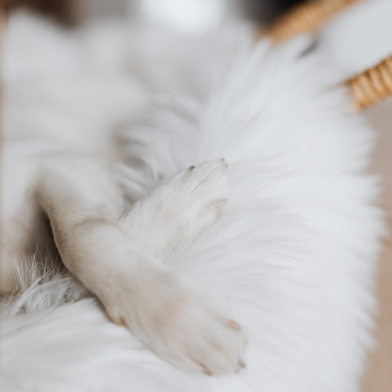 Ad-hoc Puppy Training Sessions