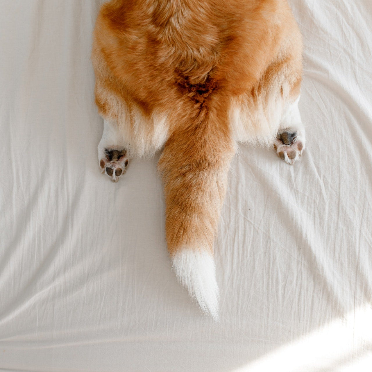 Pre-Puppy Consultation